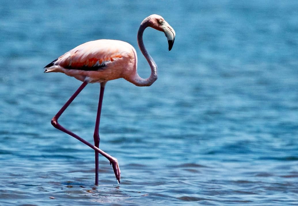 A photo of a pink flamingo in water in the Hamptons.