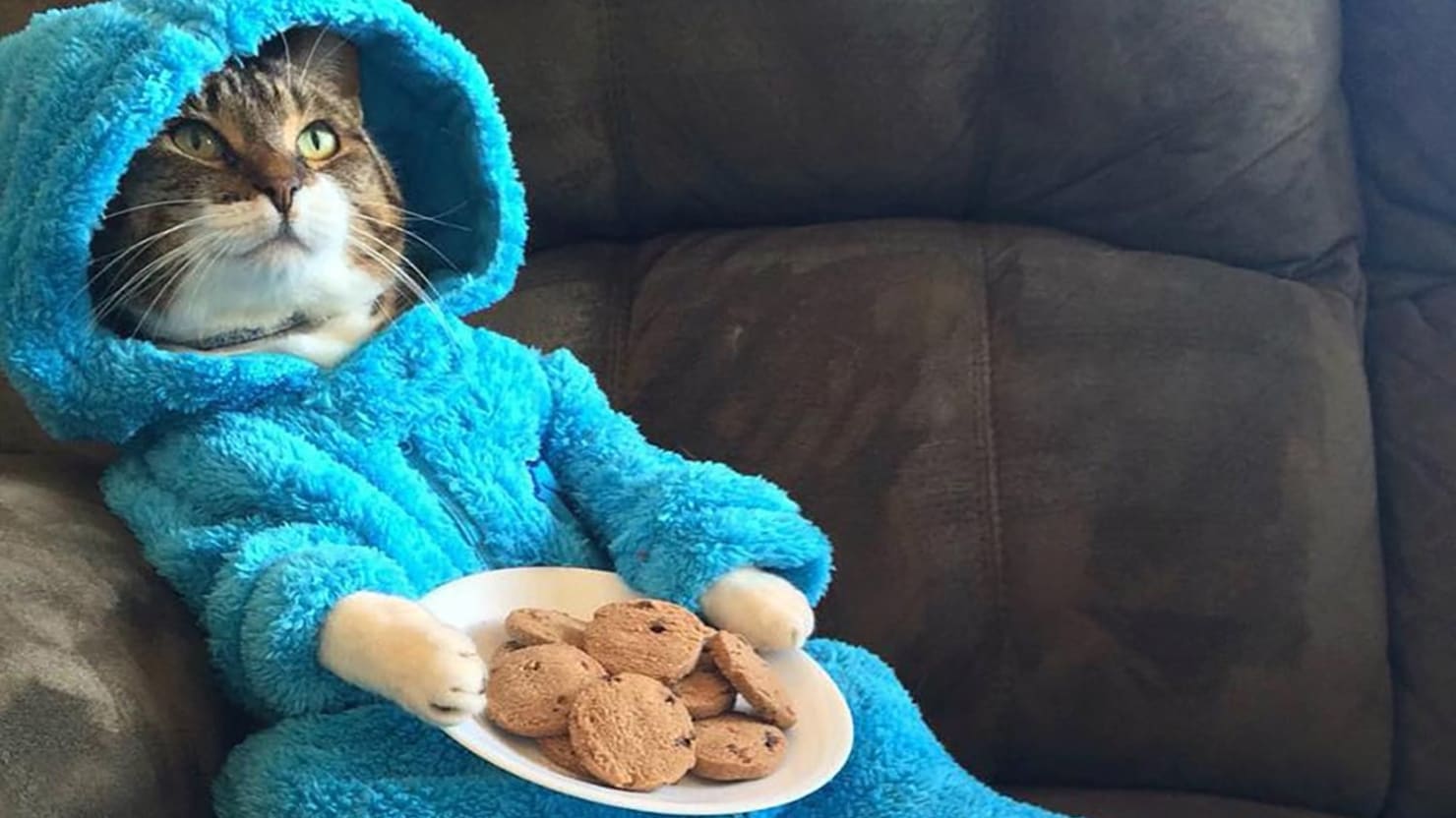 U.S. Embassy Accidentally Distributes Photo of a Cat Dressed as Cookie Monster