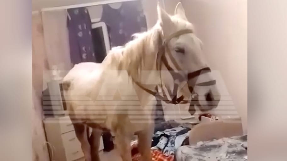 A man in Russia’s Kemerovo region has reportedly landed in hot water after drunkenly riding a horse up to a fifth-floor apartment. 