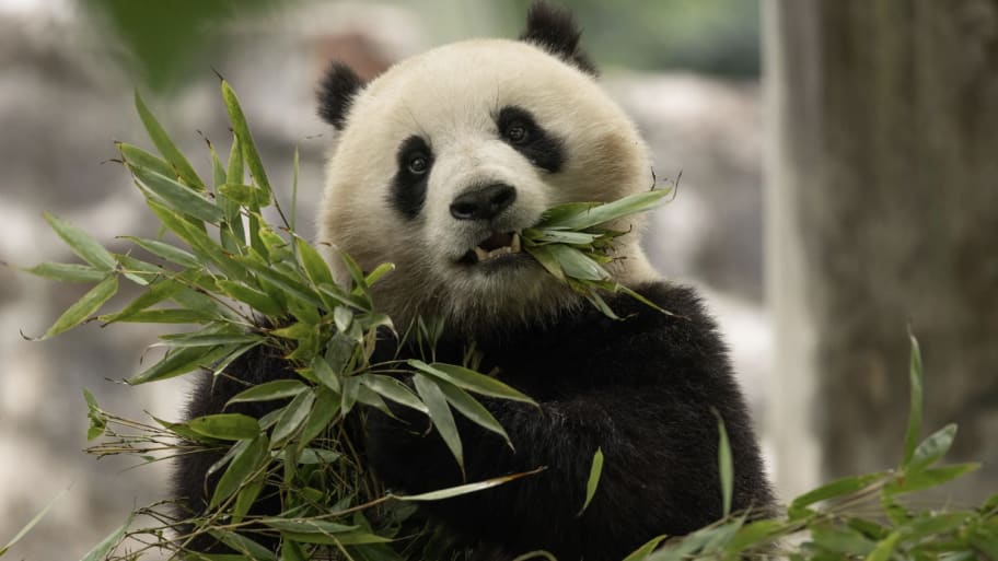 Two-year-old female giant panda Qing Bao eats bamboo in her habitat.