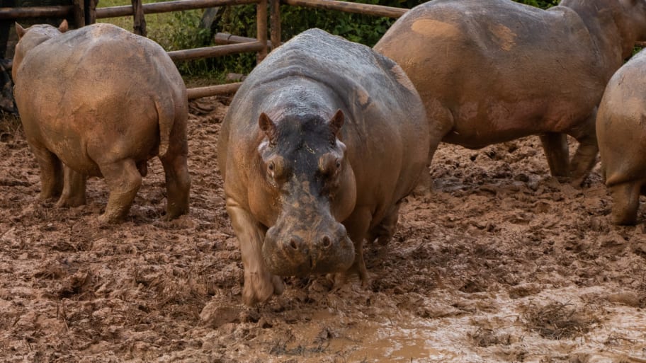Captured hippopotamuses in a specially designed pen are seen before the application of GonaCon, an immunocastration drug to control the growth of the hippo population, in Puerto Triunfo, Colombia October 8, 2021. 