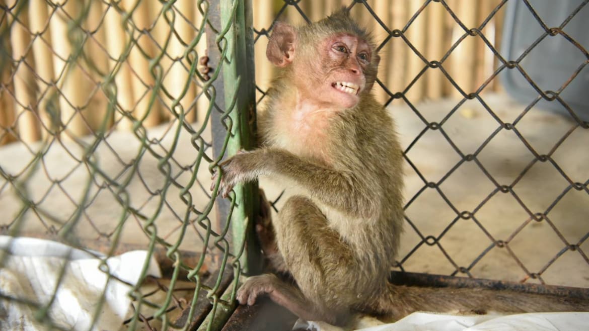 WHO Warns Brazilians: Killing Monkeys Won’t Stop Your Monkeypox