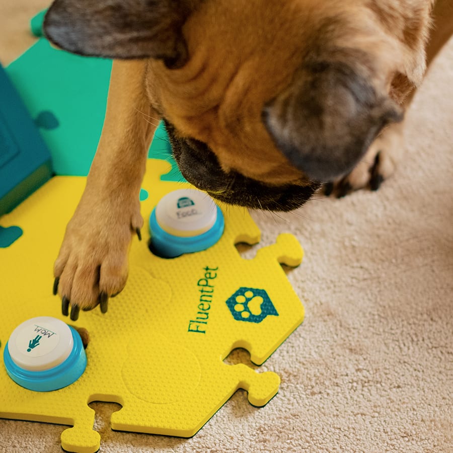 A dog presses a FluentPet button on the floor