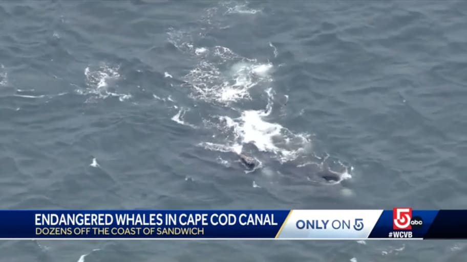 Right whales gather off Massachusetts