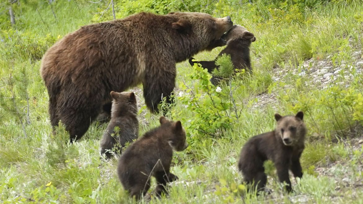 Locals Pissed the Feds Wants to Bring Wild Grizzlies Back