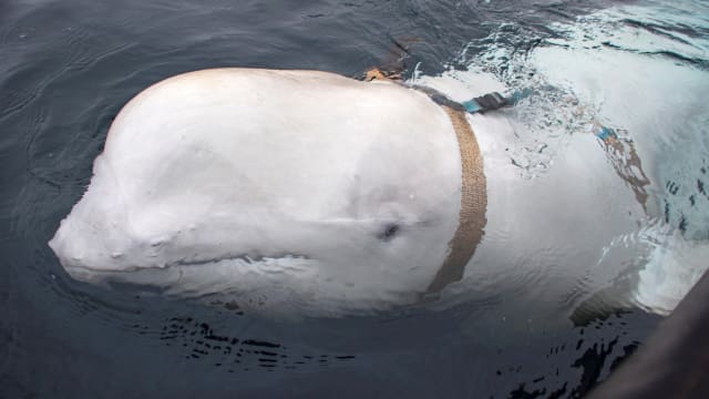 Hvaldimir, a beluga whale suspected of having been a Russian spy, was murdered, according to animal rights groups in Norway.