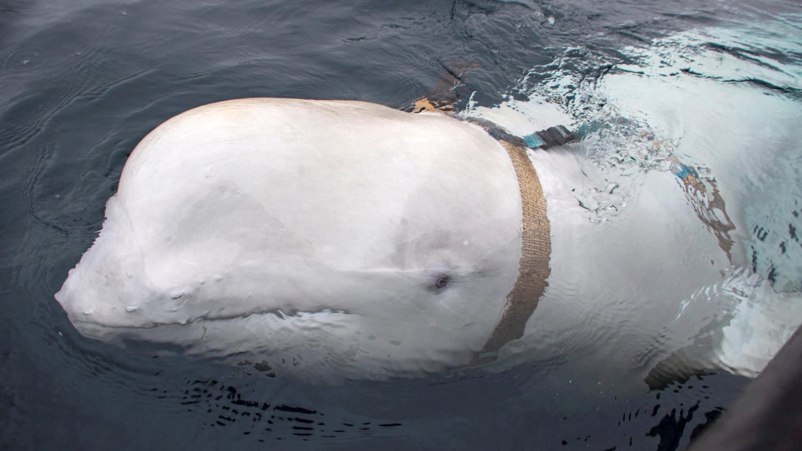 A white beluga whale wearing a harness is seen off the coast of northern Norway, April 29, 2019. 