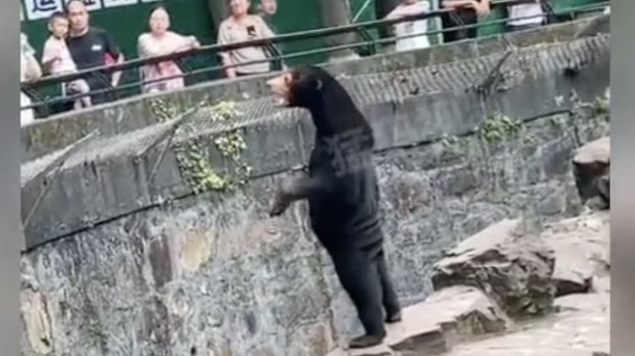 Hangzhou Zoo in China has denied that it’s sun bears are human beings in disguise.